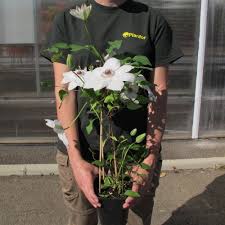 Maybe you would like to learn more about one of these? Clematis Mme Lecoultre Buy Clematis Mme Lecoultre Clematis Mme Lecoultre