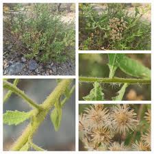 Image result for Pluchea dioscoridis