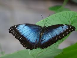 Tropiske Sommerfugler Tropical Butterflies Tropische Schmetterlinge Butterfly Animals Insects