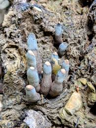 Image result for Xylaria polymorpha
