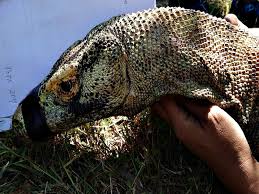 Biawak ini oleh penduduk asli pulau komodo juga disebut dengan nama setempat ora. Komodo Masuk Pemukiman Di Manggarai Timur Bagaimana Penanganannya Mongabay Co Id