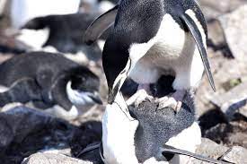 How tall is the chinstrap penguin? Chinstrap Penguin Facts Pictures More About Chinstrap Penguin