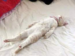 The 25 Most Awkward Cat Sleeping Positions Cat Sleeping Positions Cat Sleeping Cats