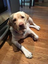 Oakley is one of willow's puppies! Labrador Retriever Puppies For Sale Cincinnati Oh 264556