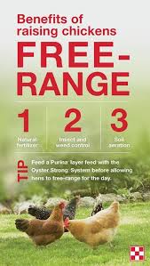 Gardening and chickens just sort of go together after all. Raising Free Range Chickens In Gardens Purina Animal Nutrition Chicken Garden Chickens Free Range Chickens