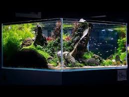 The Great Wall Aquascape By Dave Chow 4k Cinematic Green Aqua Youtube Aquascape Aqua Green Nature Aquarium
