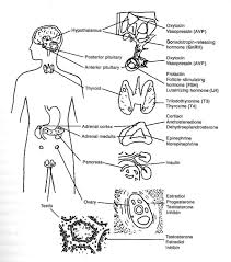Questions & answers on dna replication and repair, cellular reproduction. Diagram Teeth Diagram Labeling Full Version Hd Quality Diagram Labeling Venndiagramgames Ordoequestristempliarcadia It