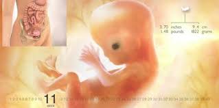 Nah, sepanjang kehamilan, bunda akan memiliki variasi hormon tertentu, yang nah, bagaimana dengan janinnya? Perkembangan Janin 11 Minggu Tahu Tak Bayi Kini Sudah Bernafas Theasianparent Malaysia