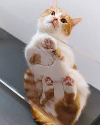 Cats On Glass Tables Cutesypooh Cute Cats Cute Animals Cats On Glass Tables
