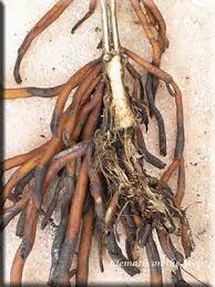 Clematis wilt is a common fungal disease that infects clematis vines. Clematis On The Web Diseases Wilt