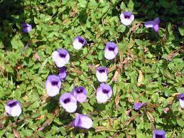 Image result for Torenia thouarsii