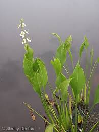 Image result for Fuirena sagittata