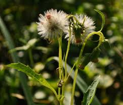 Image result for Crassocephalum crepidioides