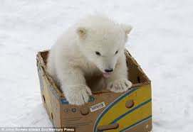 Busting some good bbw pussy. Orphaned Polar Bear Makes Friends With Some Cuddly Toys In His Enclosure Daily Mail Online