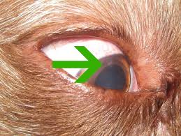 This usually involves a short course of antibiotic eye drops and some painkillers for a week or so. Dog Eye Scratched By Cat