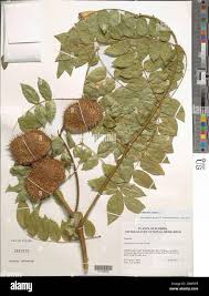 Image result for Guilandina bonduc