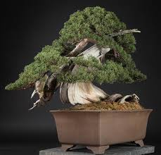 Caring for a bonsai tree can also help improve your patience and attention to detail. Bonsai Prices Bonsai Empire