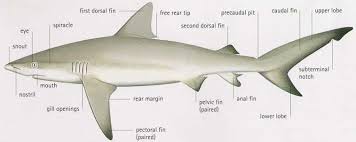 Key To Shark Id