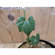 Image result for Cyclantheropsis parviflora