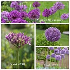 Allium Garden Design Bountiful Blooms Tuin Tuin Ideeen Mooie Bloemen