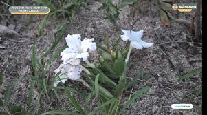 Image result for Cycnium