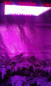 These are fine for a couple of plants because they do not take up much space and work great in really small areas where other light types just cannot. Growing Under Led Grow Lights A Test Of 700w Led Grow Light