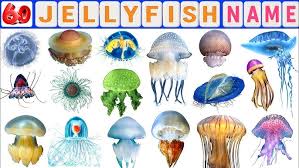 Image result for Jellyfish