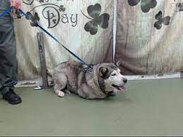 Pet adoption devore animal shelter photos. San Bernardino Ca Husky Meet Urgent 3 29 Devore A Pet For Adoption Pet Adoption Pets Animal Rescue
