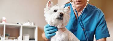 From routine health checks to surgery and even pet boarding, we want your pets to be happy and healthy! Home Veterinarian In Smithville Mo Brisbane Veterinary Services