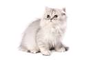 Persian cat - Wikipedia