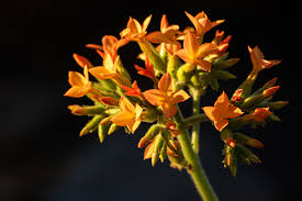 Image result for Kalanchoe lanceolata