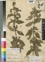 Image result for Lantana ukambensis