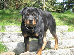 Check spelling or type a new query. Shooting Stars Investments Rottweiler Breeder Elkton Oregon
