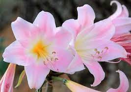 Pin On Gardens Flowers
