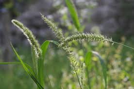 Image result for Setaria verticillata