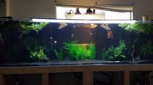 Included in the diy turtle tank builders guide: Red Eared Slider Turtle Tank Decor Ideas Reptifiles