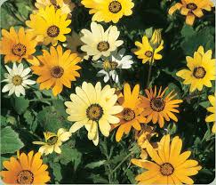 Image result for Ursinia montana