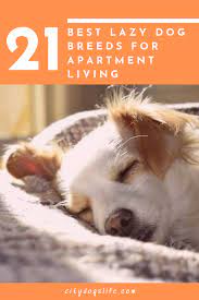 21 Best Lazy Dog Breeds For Apartment Living Lazy Dog Breeds Low Maintenance Dog Breeds Dog Breeds Medium