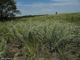 Image result for Landolphia villosa