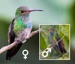 Check spelling or type a new query. Rufous Tailed Hummingbird Celebrate Urban Birds