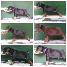 Beli anjing chihuahua terlengkap & berkualitas harga murah july 2021 terbaru di tokopedia! Dijual Anjing Doberman Pinscher Jual Anakan Doberman Dari Best Dobermann Breeder 2015 Dan 2017 Lokasi Jakarta Uta Anjing Doberman Doberman Pinscher Doberman