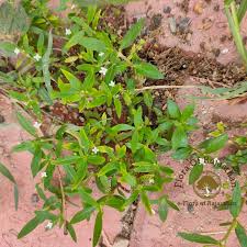 Image result for Oldenlandia cana