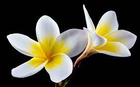 We did not find results for: Plumeria Flower Meaning Symbolism And Colors