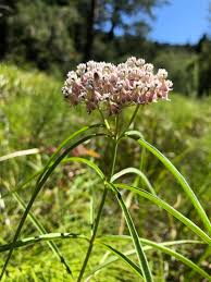 Image result for Asclepias schumanniana