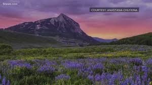 At country fair garden center in denver, we're more than a plant shop. Mountain Snow Brings Beautiful Wildflower Season To Colorado Mountains 9news Com