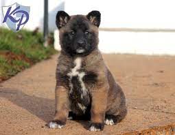 The german shepherd akita corgi mix is a mixed dog breed between the german shepherd and the akita and the corgi. Puppy Finder Find Buy A Dog Today By Using Our Petfinder Shepherd Mix Puppies Corgi Mix German Shepherd Mix Puppies