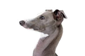 Evidence of dogs resembling the italian. Italian Greyhound Hunde Informationen Zu Den Bienenarten Omlet