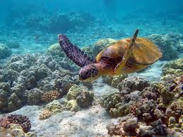 Новый контент будет добавлен выше текущей. Malaysia Coral Reef Inhabitat Green Design Innovation Architecture Green Building