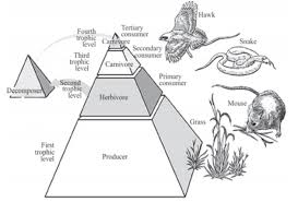 Example sentences from the web for primary consumer. Select The Secondary Consumer A A Fish That Feeds On Class 12 Biology Cbse