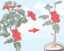 More often it is bushes and trees due to the thick uniform shape of the bush, the hibiscus syrian can be planted with a tapeworm in the center of the carpet flower garden, at the entrance to the house. How To Prune Hibiscus Hibiscus Plant Hibiscus Tree Hibiscus Tree Care